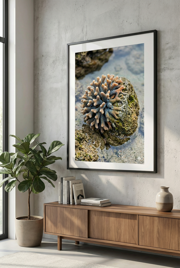 Poster "Pastell Koralle im Gezeitenpool" – Maritime Naturfotografie